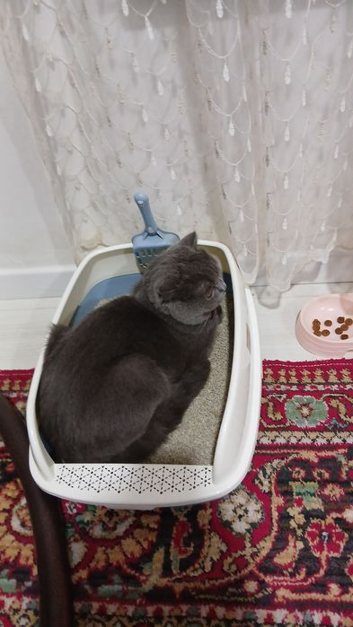 Мушук скотиш фолд