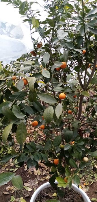 Декоратив Цитрон (японски мандаринча)