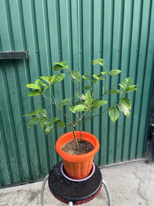 Лимонное дерево мейера