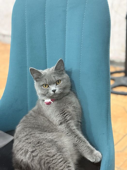 Котята вислоухие