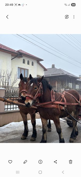 Vând doi manji castrati