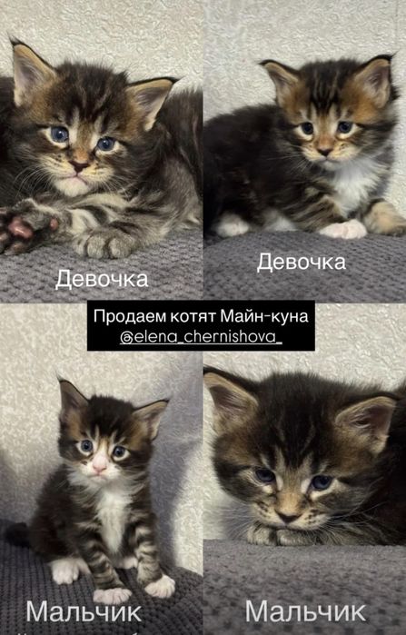 Котята Мейн-кун.