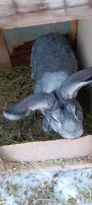 Продам кролик  мальчики