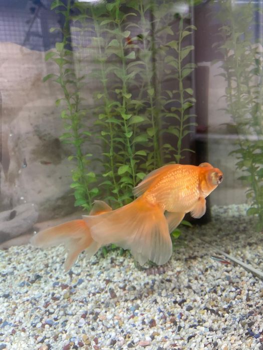 Продаются золотые рыбки телескопы