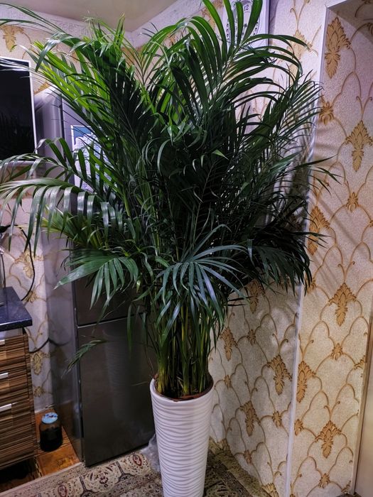 Растения комнатные.  Есть доставка
