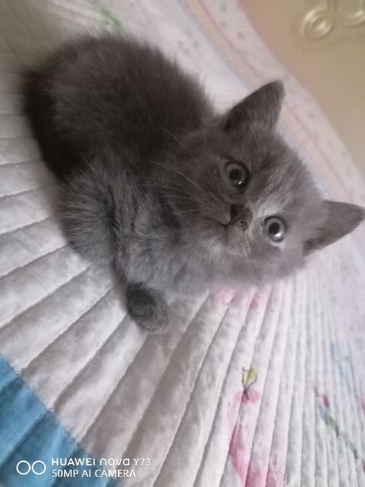 Котята ищут семью