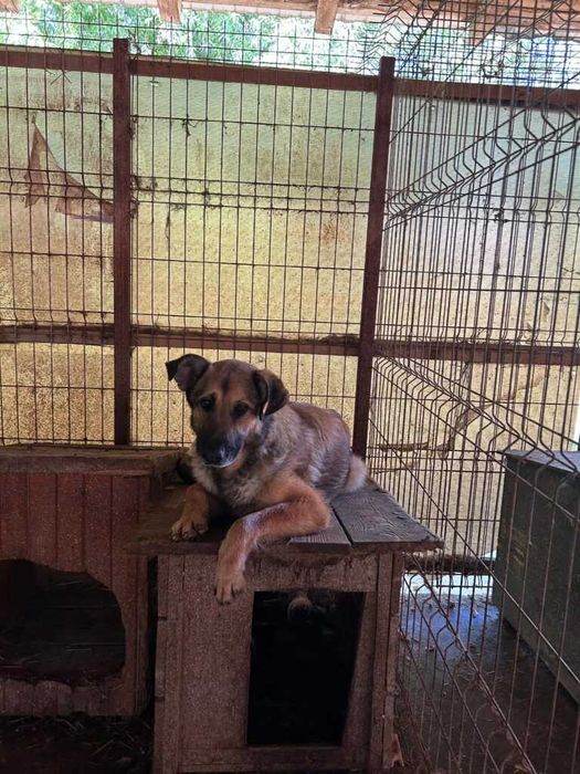 Adopta un caine - un sufletel are nevoie de stapan!