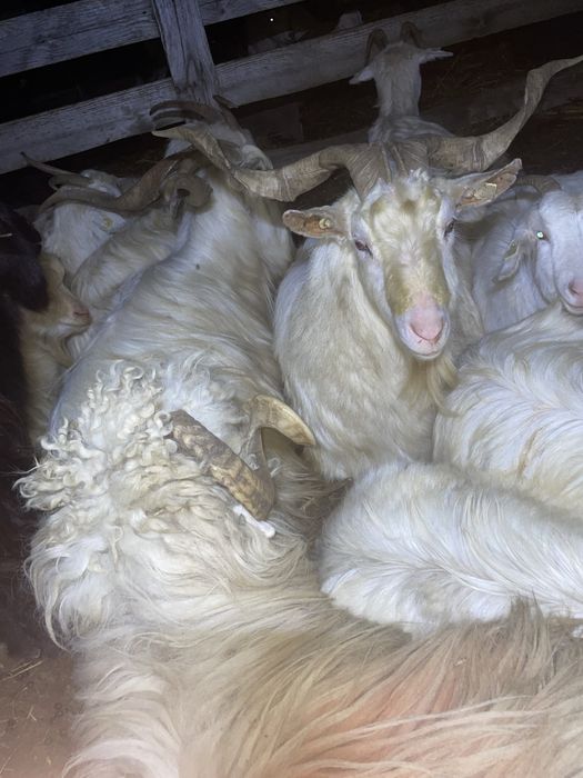 Disponibili țapi Carpatini