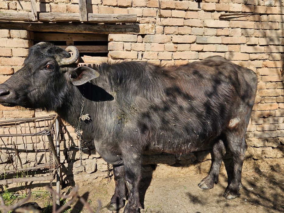 БИВОЛИЦА, на второ теле, на 8 месеца заплодена.
