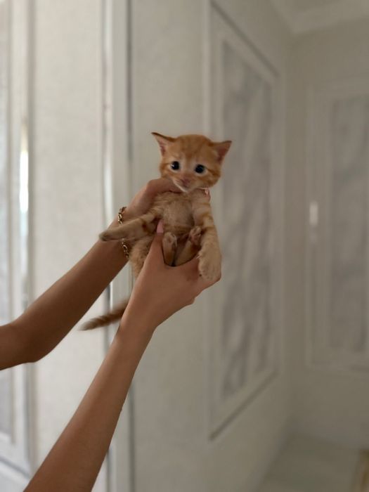 Котята турецкой ангоры