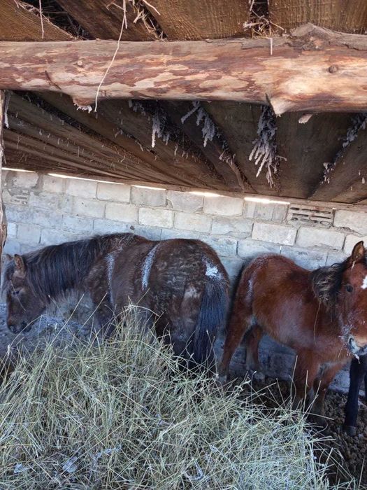 Срочно продам жеребят