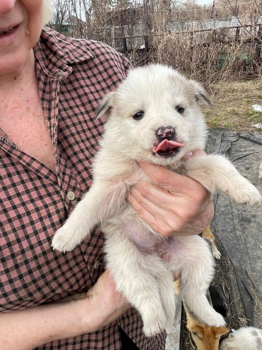 Отдам щенка,  2 месяца