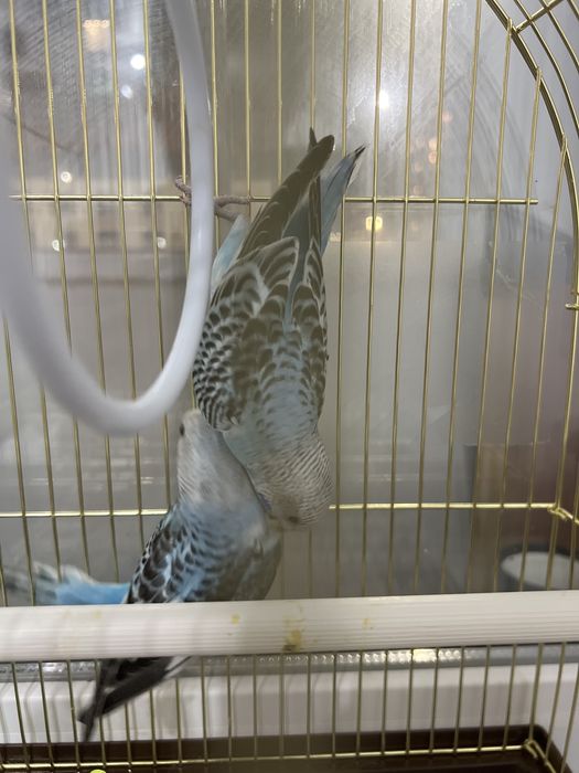 Попукай обмен на самку