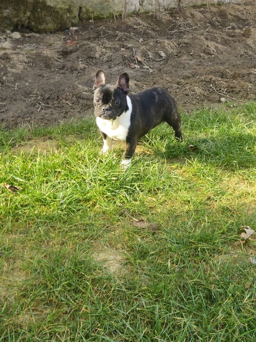 Femelă Bulldog Francez