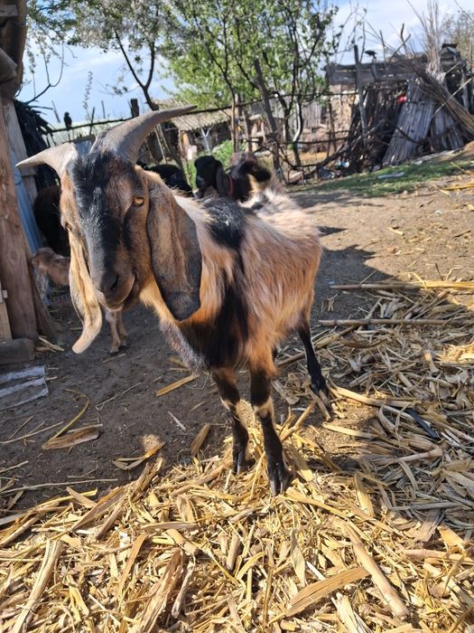 Tap anglo nubian schimb cu capra!