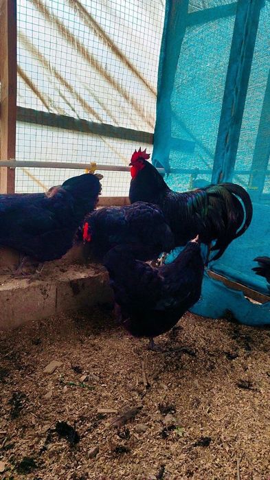 Астролог тоза зотли товух тухум хамда жужаларига заказ оламиз