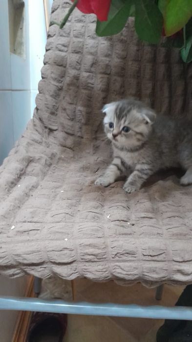 Котята британские веслоухие