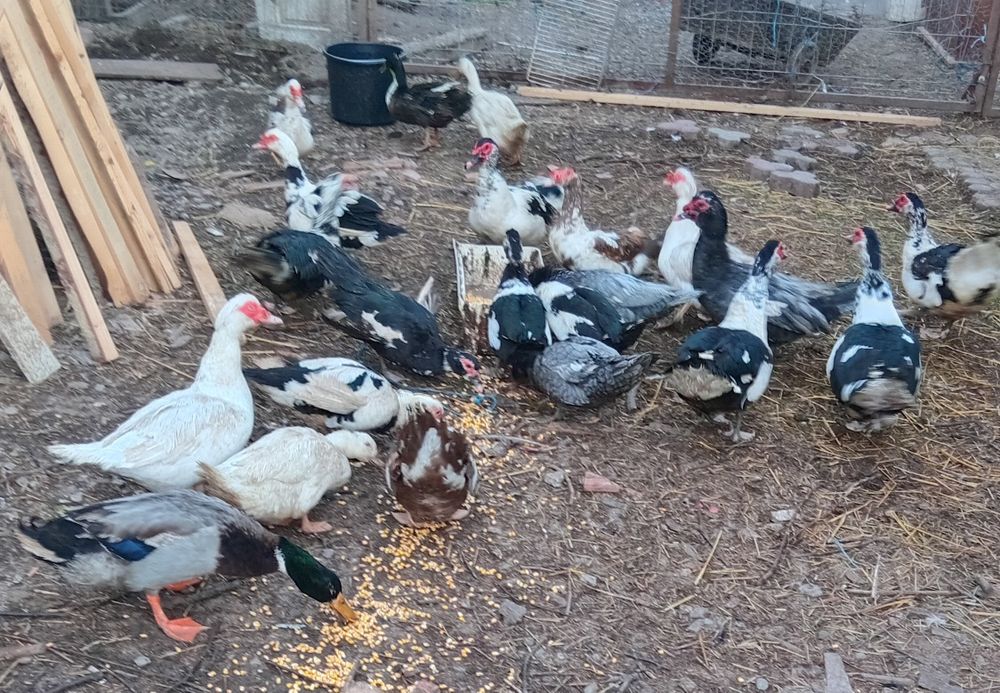 Preț de pomană se dau toți sau la familie