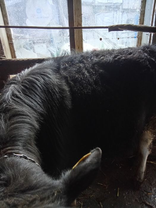 Taur și vițea de vânzare