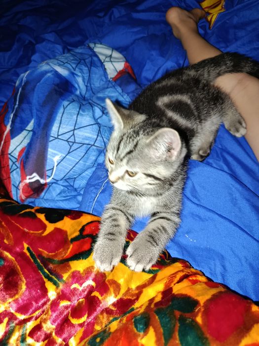 Котенок шотландец
