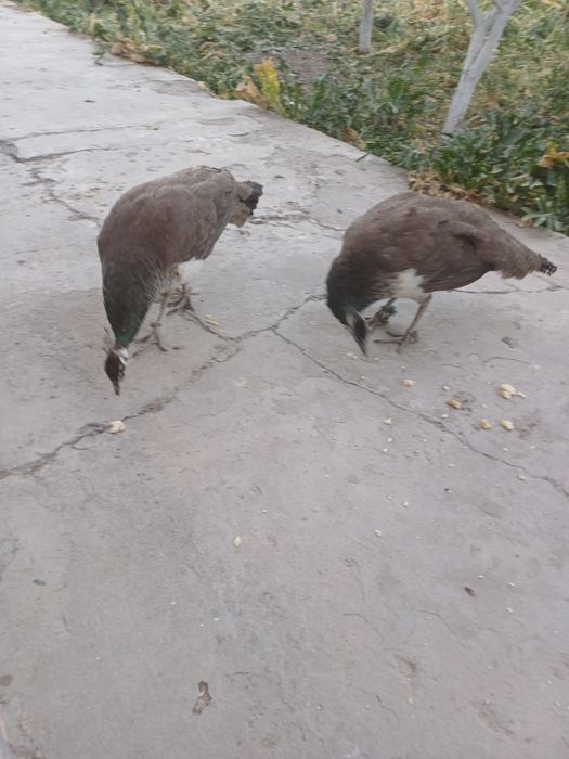 Павлин индийский