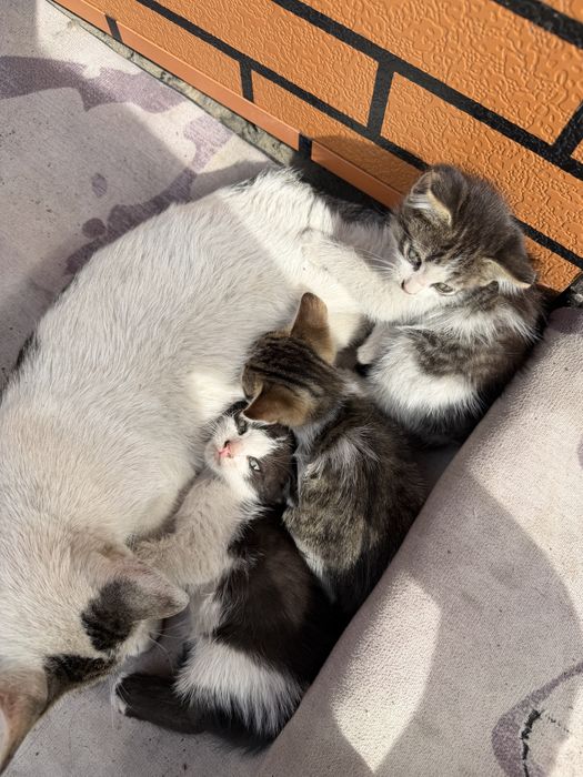Котята бесплатно