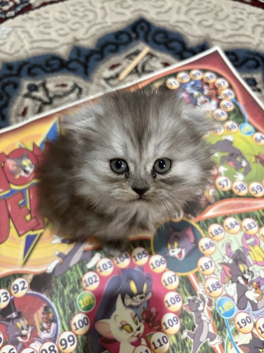 Продается котенок смесь сибирской и шиншиллы