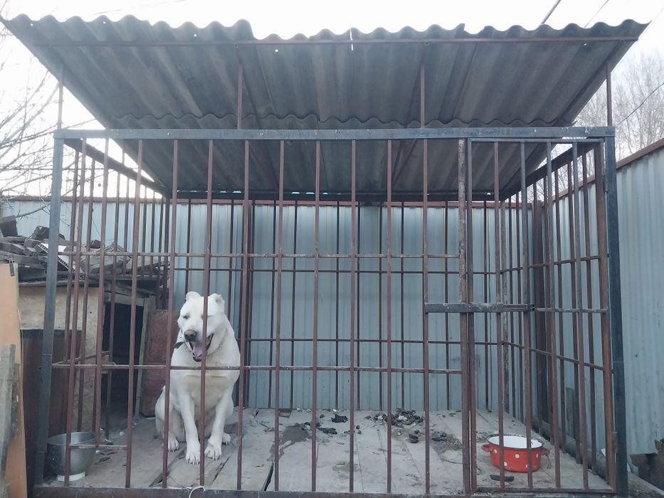 Вольер вместе с алабаем