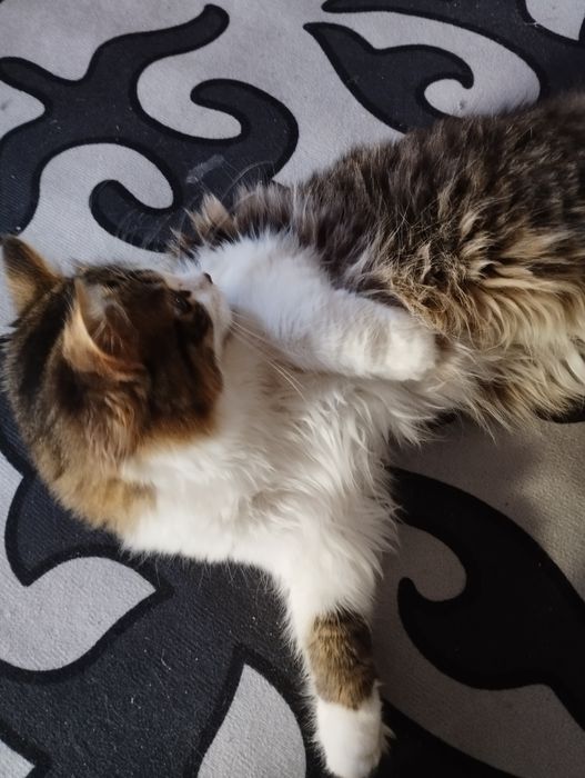 Котёнок бесплатно