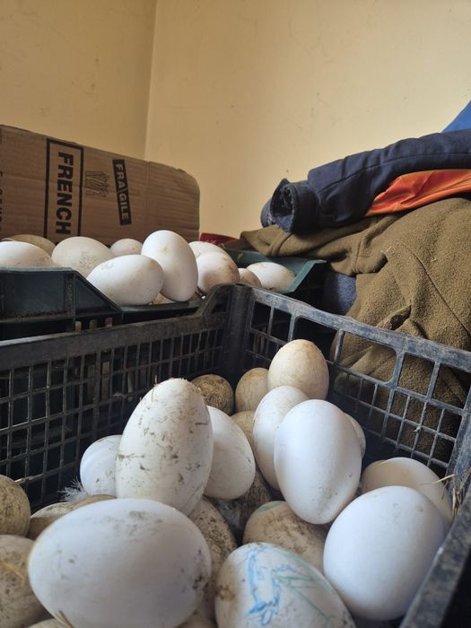 Oua de gasca de vânzare