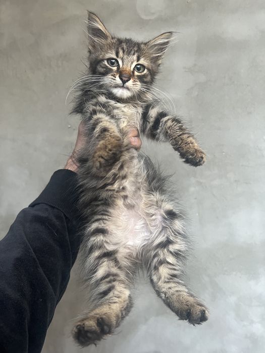 Подарявам женско коте на 2 месеца