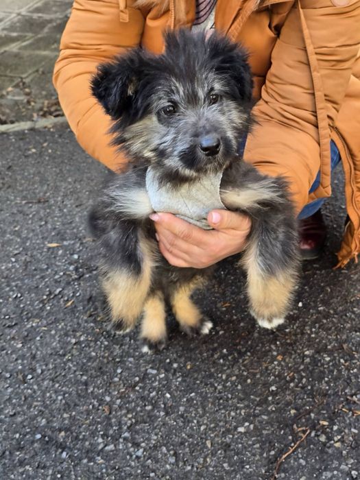 Малко мъжко кученце търси дом