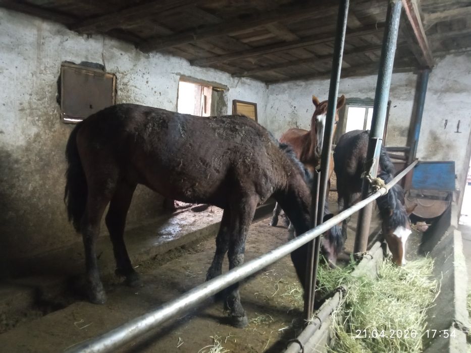 Продам коней с откорма на выбор.