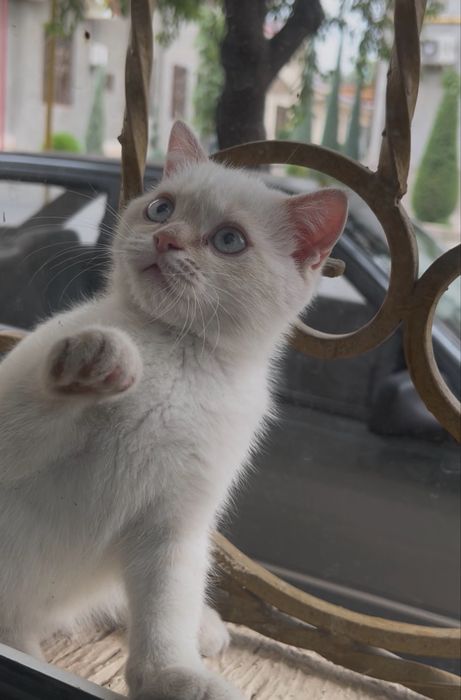 Котенок Scottish straight color point