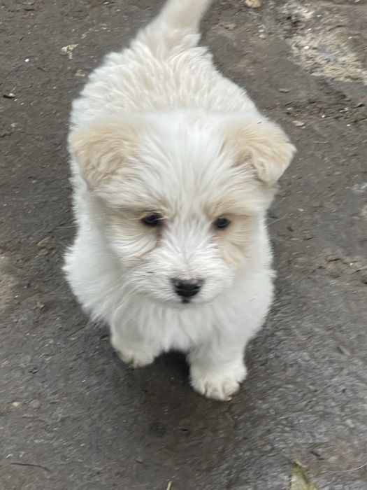 Dau spre adoptie caini