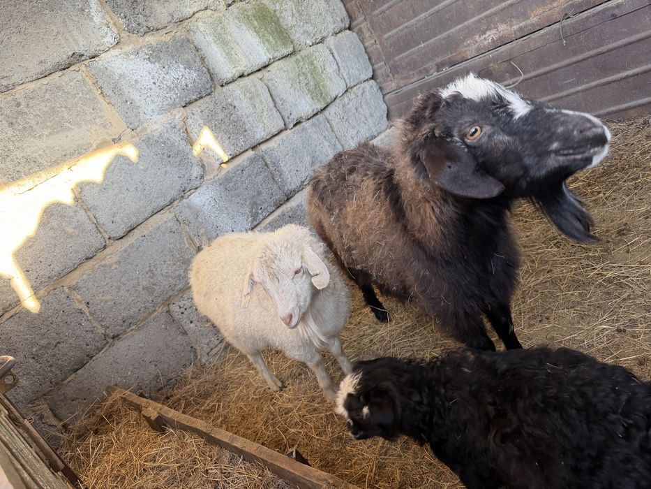 Козы 4 штук продам срочно !