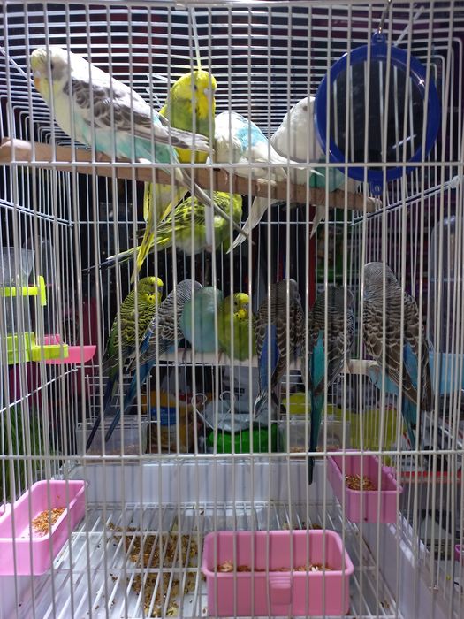 Волнистые попугаи