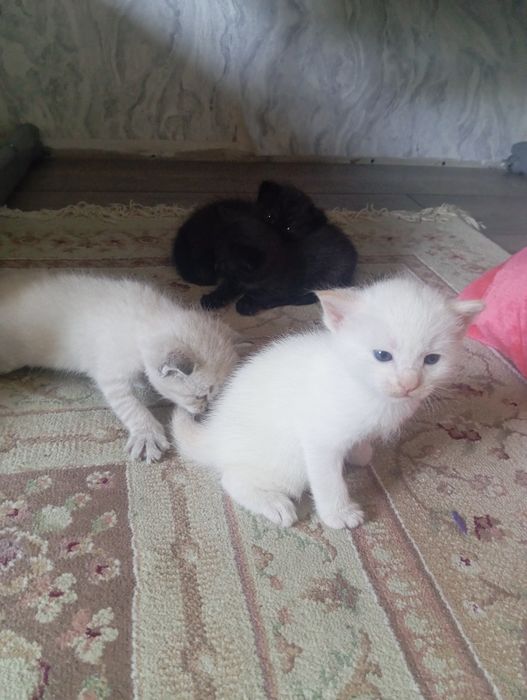 Котята красивые.