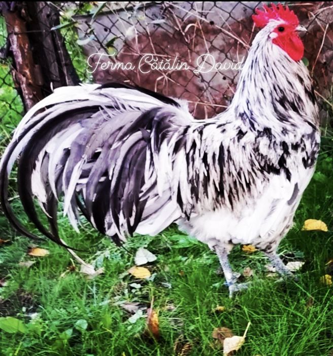 Oua incubatie Australorp Negru Albastru Splash
