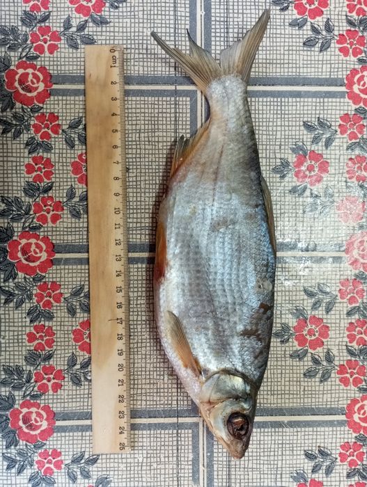 Сушеные Ребец майлы