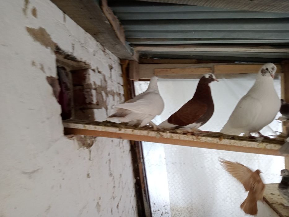 Продам голубей или обмен