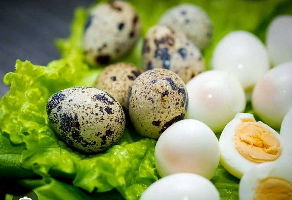 Пресни пъдпъдъчи яйца – Директно от фермата!