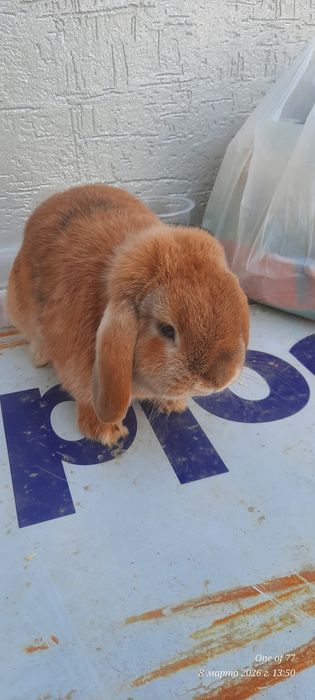 Кролик карлик баран