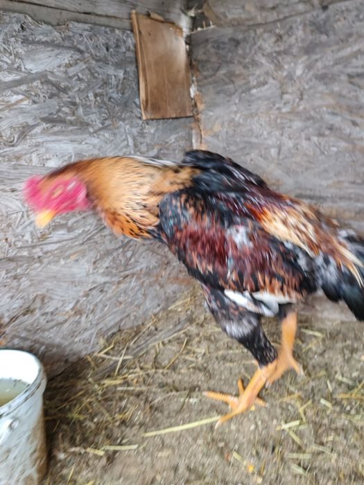 Продам хороших петушков  шамо микс