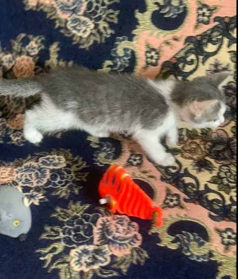 Домашний котенок мальчик.