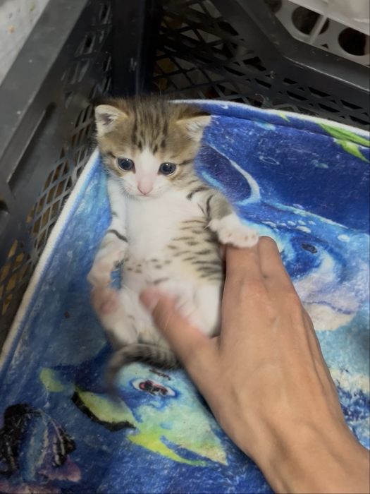Котенок (читать описание)