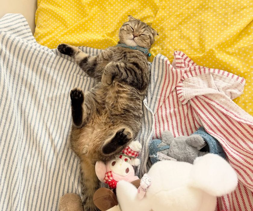 Кошка вислоухая британка