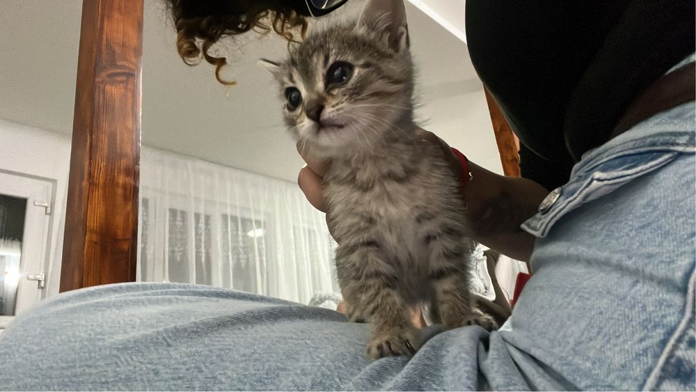 Pisici spre adoptie