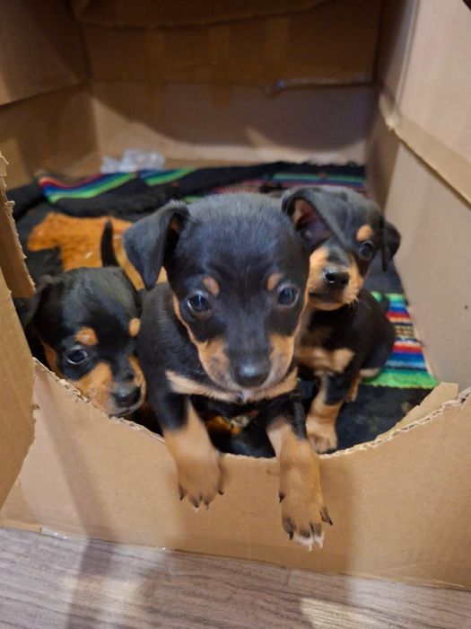 Продавам Кученца Пинчери