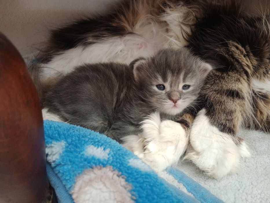 Резерв, девочка. Мейн-кун.